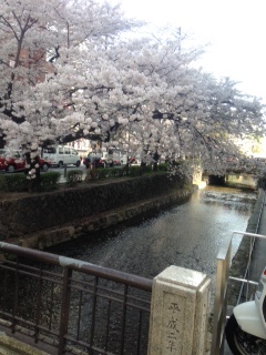 京都の桜 