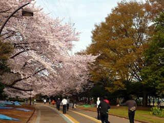 駒沢公園の桜