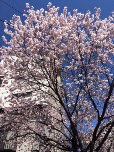 桜情報