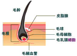 酸化と抗酸化について