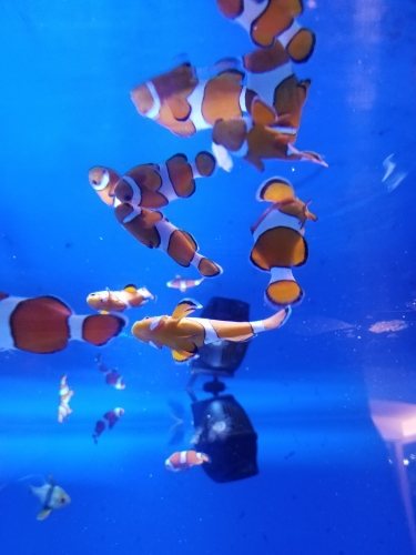 久しぶりの水族館