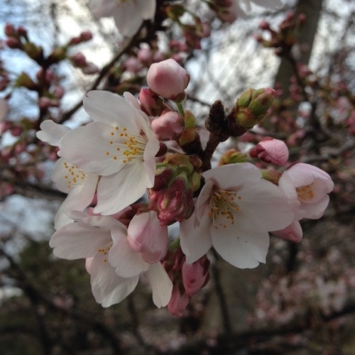 お花見