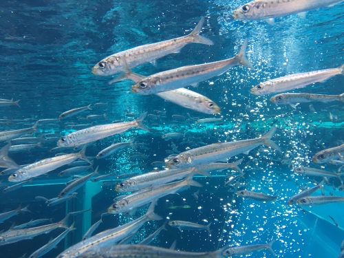 水族館