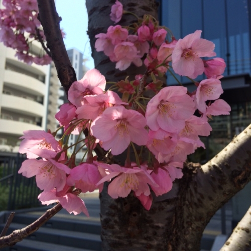 桜が咲きました!!春春春 