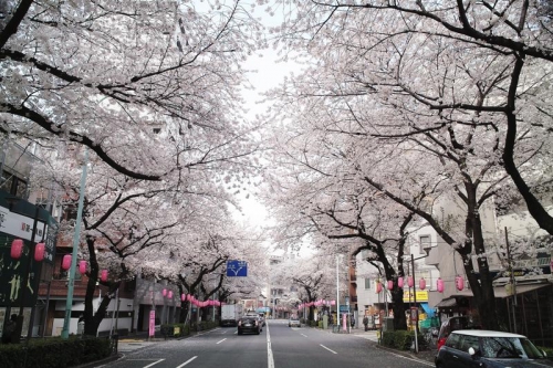 第30回中野通り桜まつり 