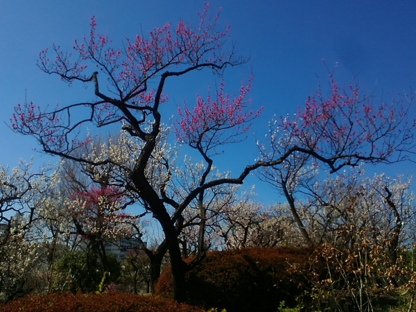 羽根木公園の梅の花