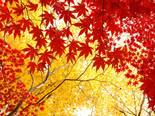 秋色カラー